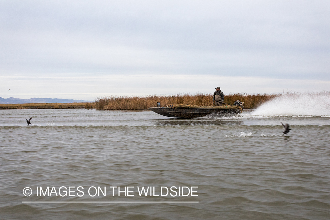 Hunting Tundra Swans and Ducks in Bear River region in Utah.