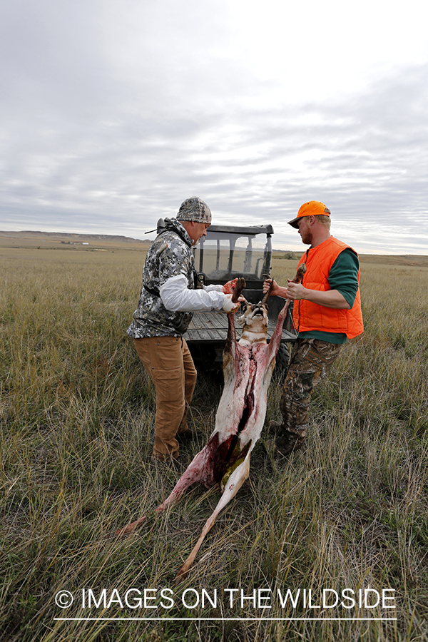 Hunters loading pronghorn antelope onto ATV.