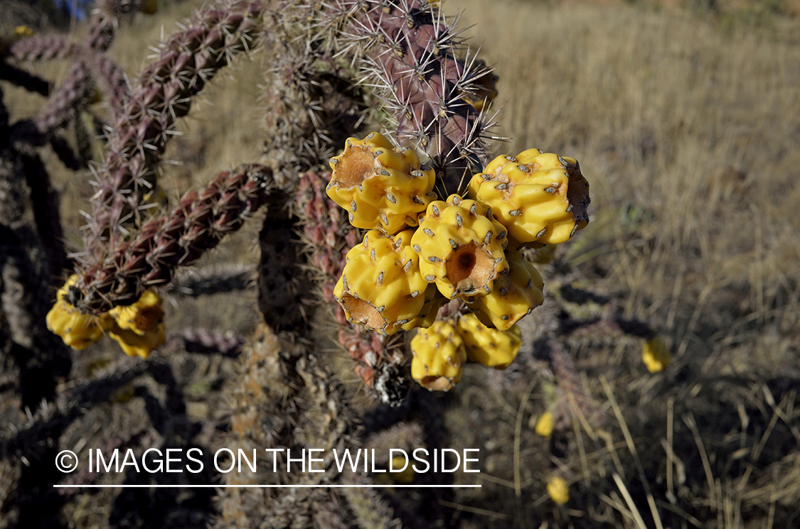 Cactus plant in the hills.