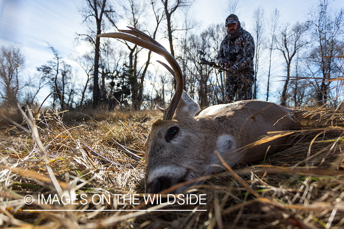 Bow hunter approaching downed white-tailed deer.