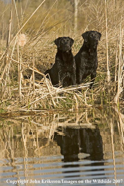 Black Labrador Retrievers