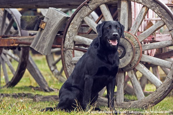 Black Labrador Retriever in field