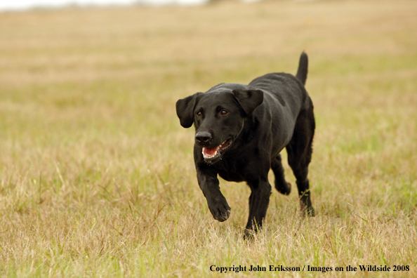 Black Labrador Retriever in field