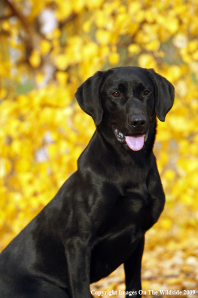 Black Labrador Retriever