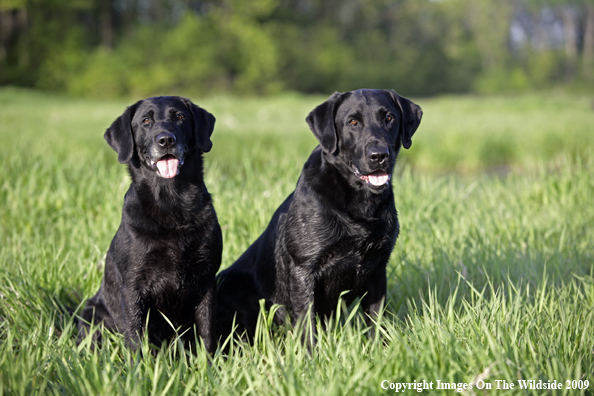 Black Labrador Retrievers in field