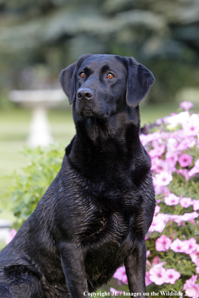 Black Labrador Retriever.