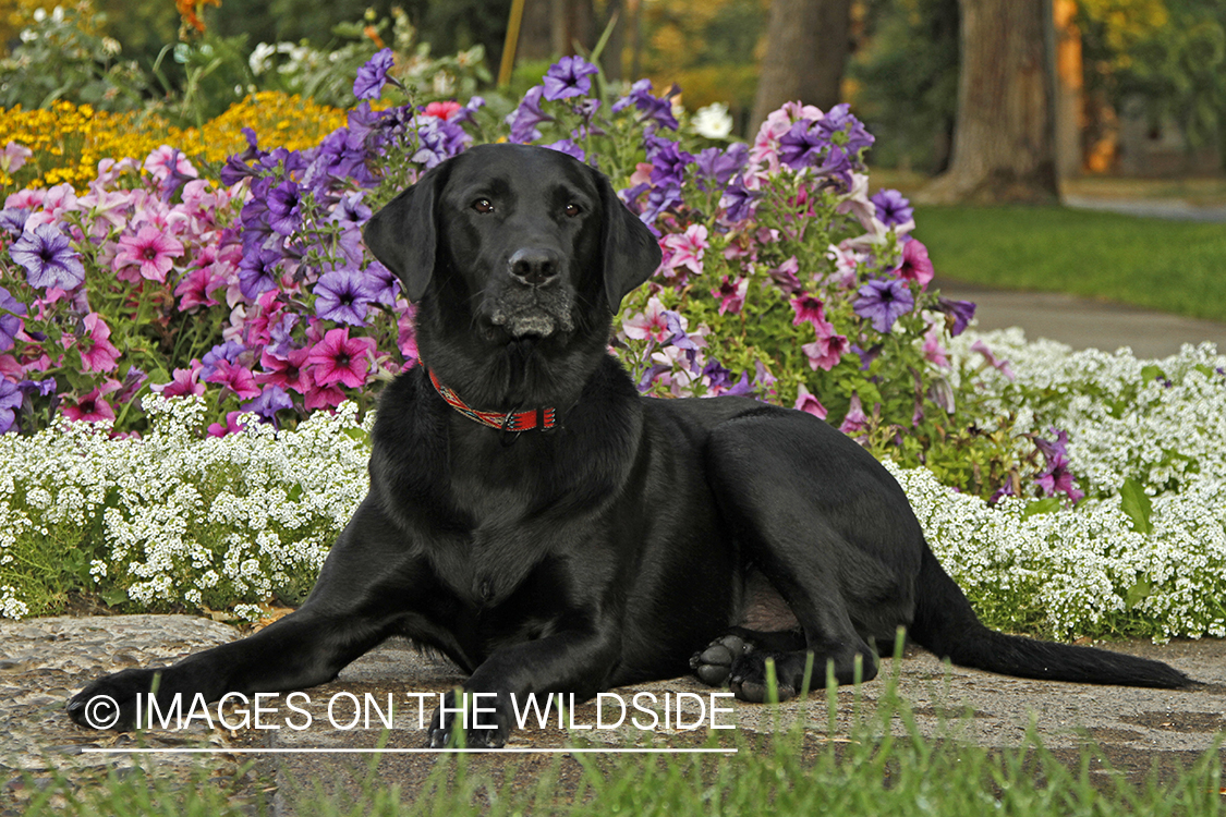 Black Labrador Retriever