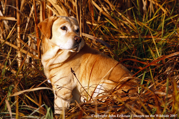 Yellow Labrador Retriever in field