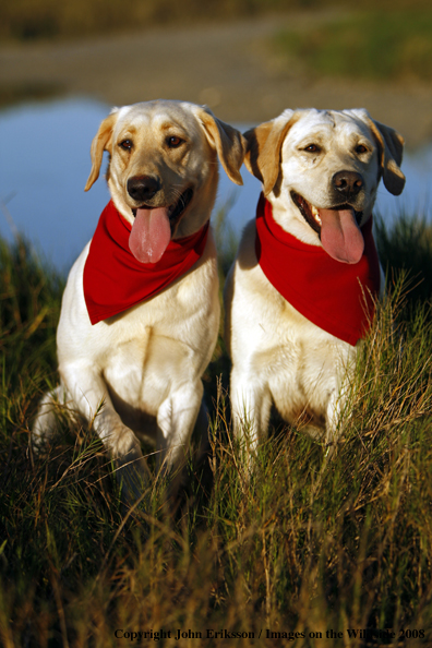 Yellow Labrador Retrievers in field