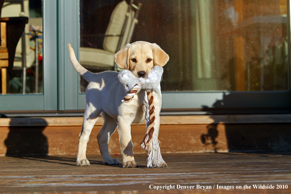 Yellow Labrador Retriever Puppy with toy