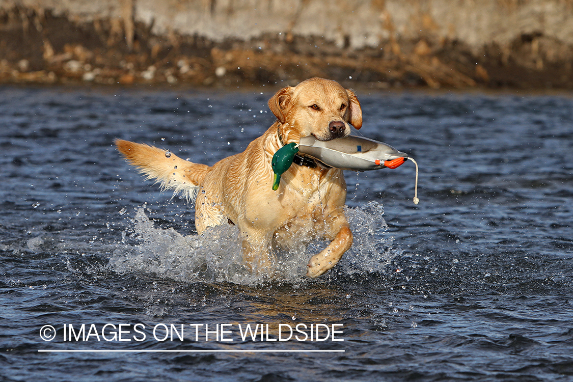 Yellow Labrador Retriever training with duck decoy. 