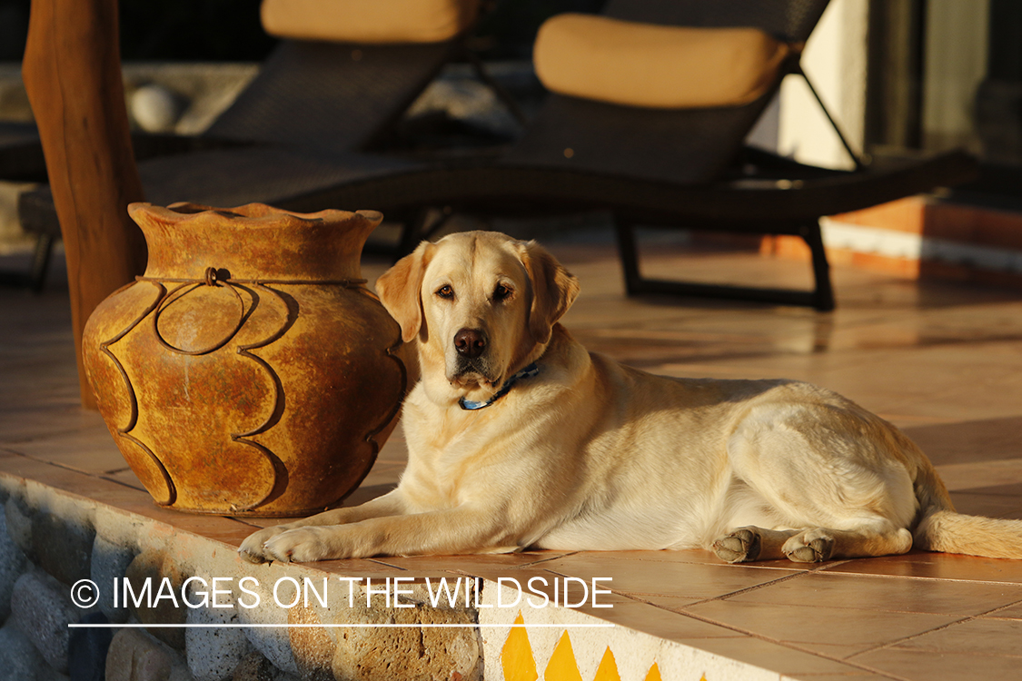 Yellow lab on deck.