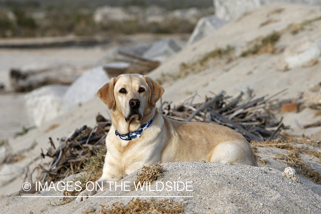 Yellow lab laying in sand.