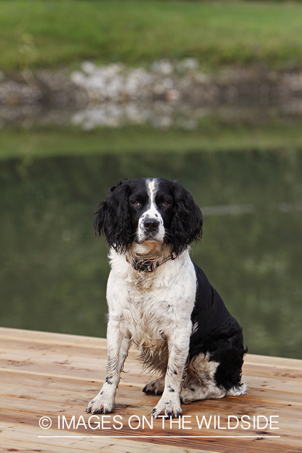 English Springer Spaniel