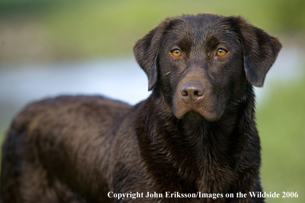 Chocolate Labrador Retriever