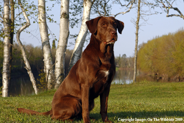 Chocolate Labrador Retriever in field