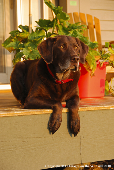 Chocolate Labrador Retriever