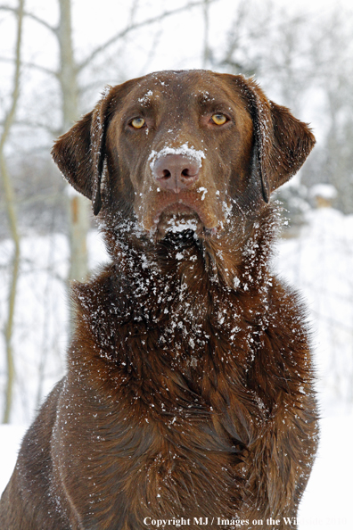 Chocolate Labrador Retriever