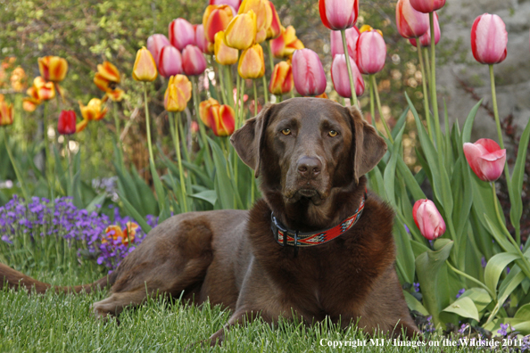 Chocolate Labrador Retriever.