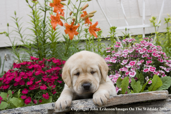 Yellow Labrador Retriever puppy.