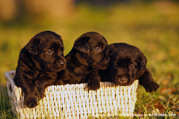 Black Labrador Retriever pups