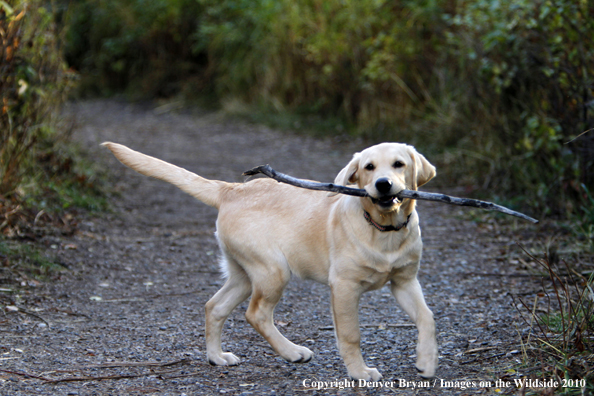 Yellow Labrador Retriever puppy