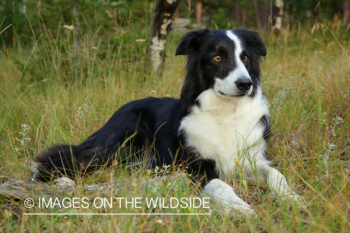 Border Collie in grass.