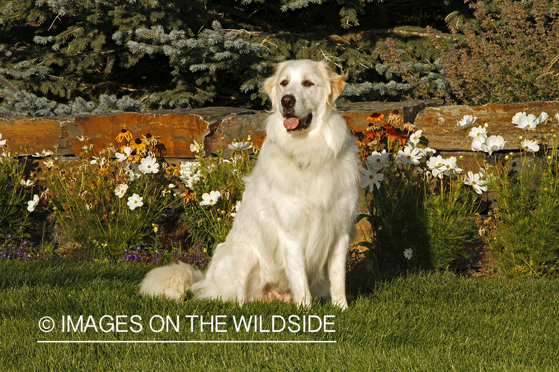 Great Pyrenees