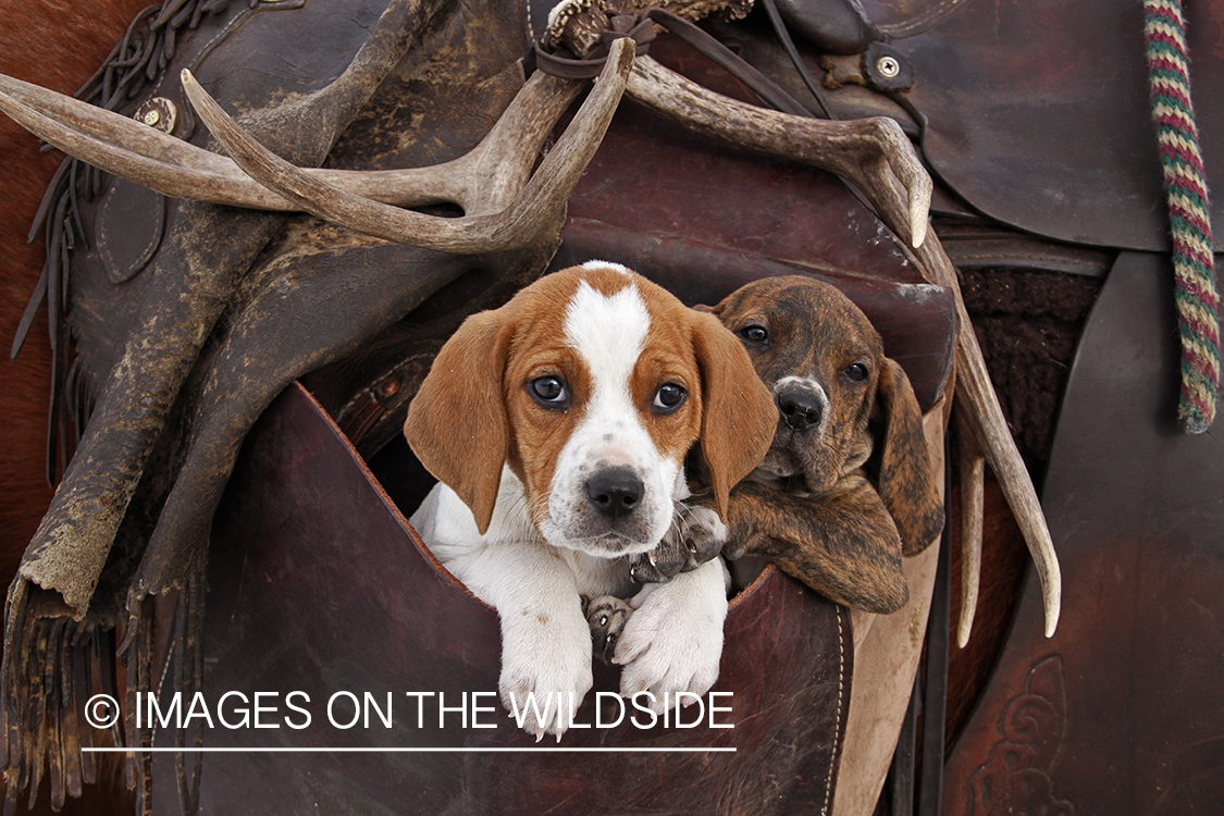 Treeing Walker Hound Puppies in saddle bag.