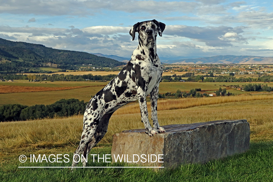 Great Dane on rock.