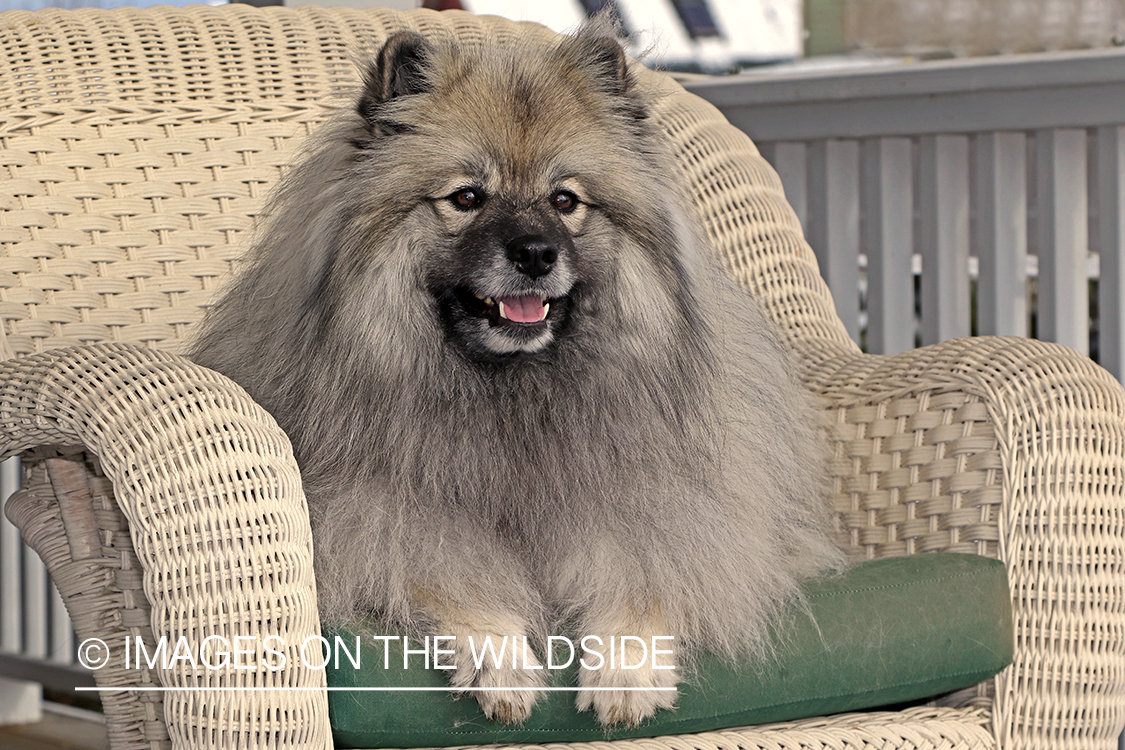 Keeshond on patio chair.