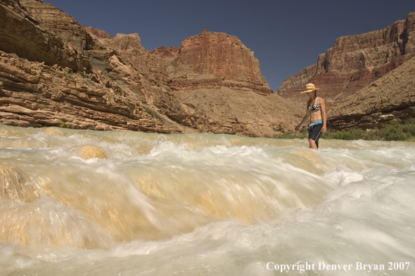 Woman walking in the Little Colorado River.  Grand Canyon.