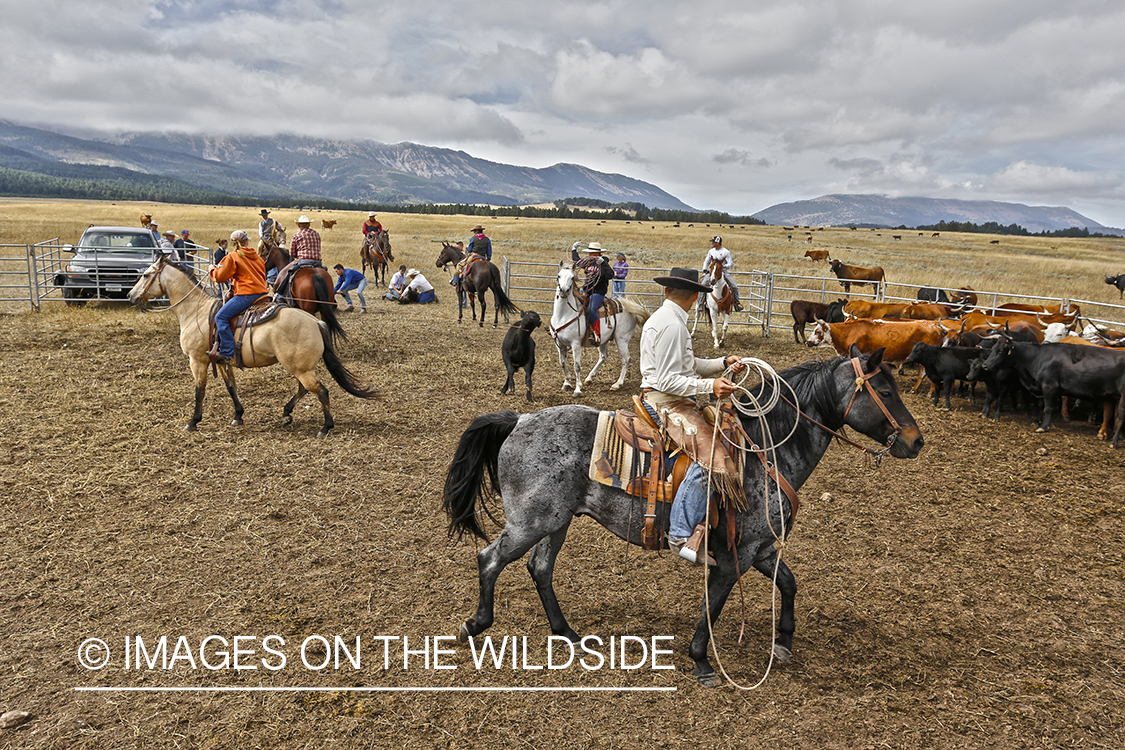 Coyboys and cowgirls herding cattle to be branded.