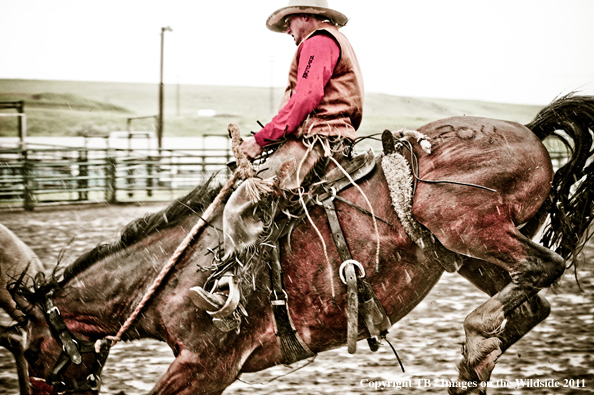 Saddlebronc rider at ranch rodeo