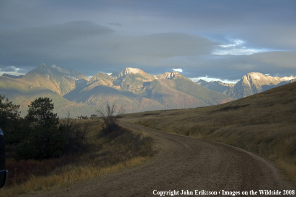 The Mission Mountains with Elk