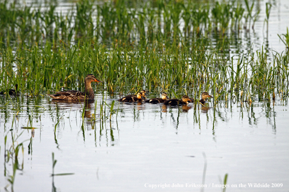 Mallard duck family on water in wetlands