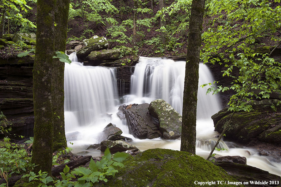 Majestic waterfall in temperate forest.