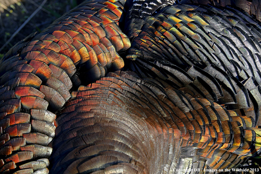 Merriam Turkey feathers.