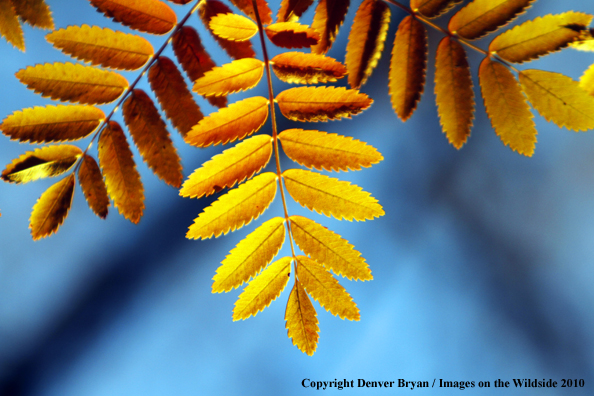 Autumn Vegetation