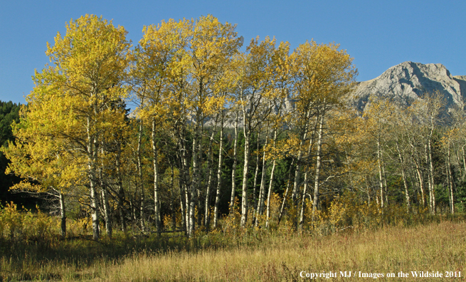 Aspen trees in the fall. 