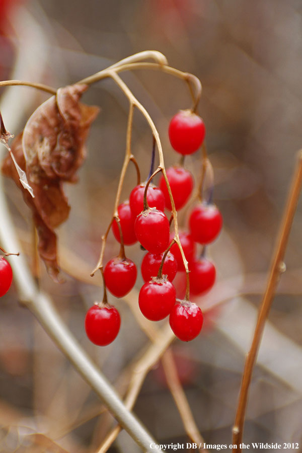 Fall vegetation with red berries.