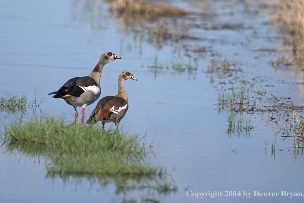 Egyptian geese.  Africa.