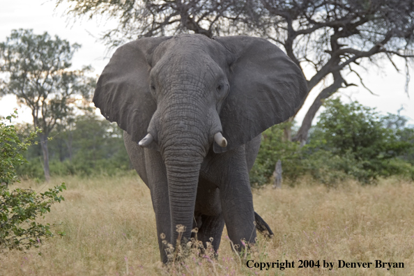 African elephant in habitat.