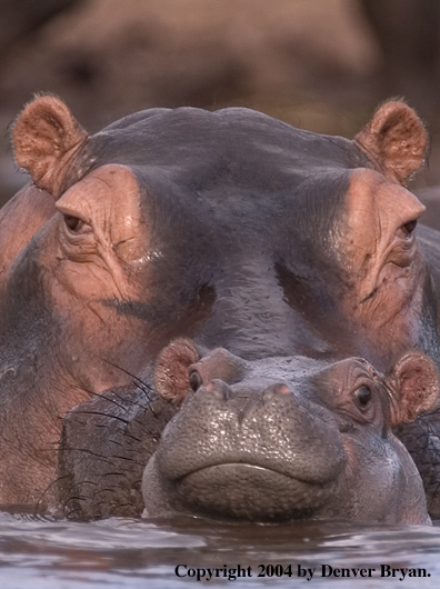 Hippo young with mother.