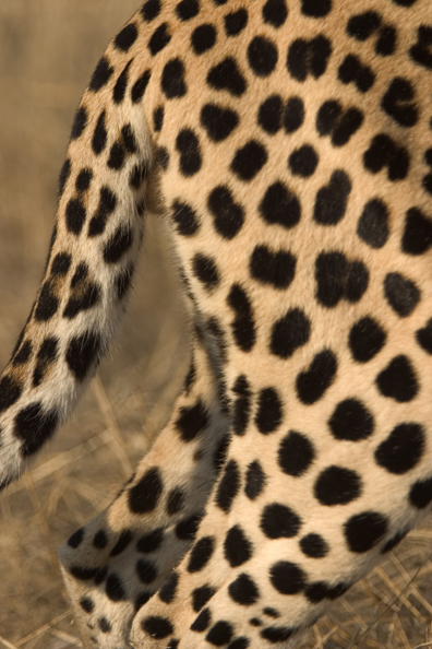 Close-up of leopard spots