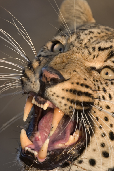 Leopard snarling (portrait). Africa