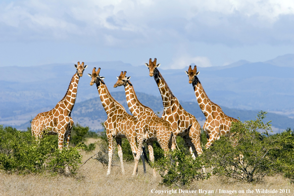 African Reticulated Giraffes. 