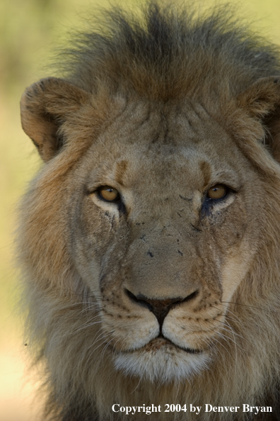 Male African lion in habitat. Africa