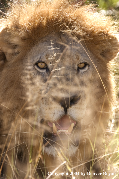 Male African lion in the bush.