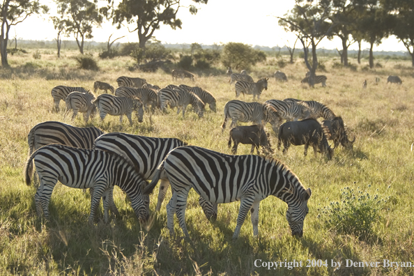 Herd of Burchell's Zebra.  Africa.